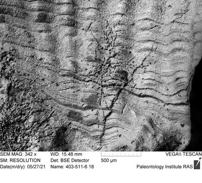 <i></i><br />Ohesaare cliff,  m, Ohesaare Stage