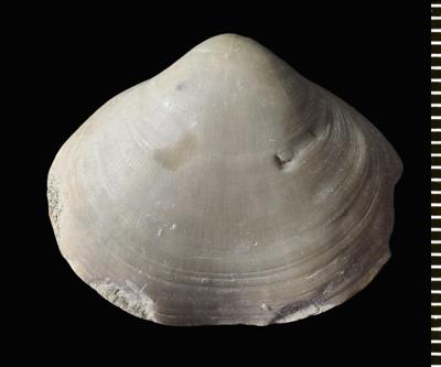 https://files.geocollections.info/large/ef/6f/ef6f23b4-d710-4d08-ab3a-bda1df8dacfe.jpg
