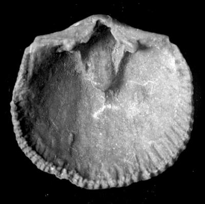 https://files.geocollections.info/large/ef/83/ef83f2f0-954a-4b53-b60d-3b4b1b299768.jpg