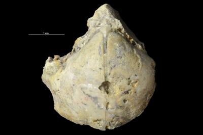 <i></i><br />Päri quarry,  m, Adavere Stage