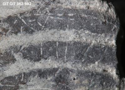 <i></i><br />Ohesaare cliff,  m, Ohesaare Stage