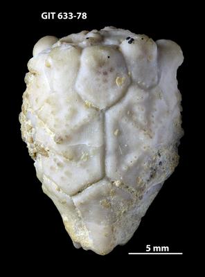https://files.geocollections.info/large/ef/ad/efad1dfc-054d-402d-bbba-fa7b29ff817a.jpg