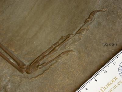 https://files.geocollections.info/large/ef/ba/efba1597-0fe4-4696-aed4-cdef8f91d889.jpg