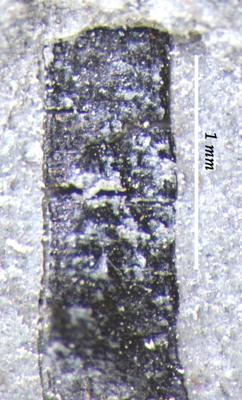 https://files.geocollections.info/large/ef/c2/efc22042-9f4b-4462-8918-11a482cb4902.jpg