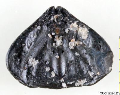https://files.geocollections.info/large/ef/d9/efd9a553-7185-4fa9-8fcf-3557423dd42c.jpg