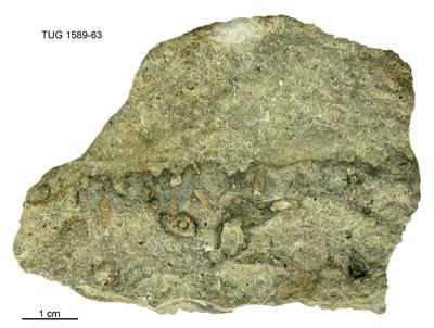 <i></i><br />Keila River, upstream of the waterfall,  m, Lasnamägi Stage