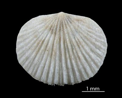 https://files.geocollections.info/large/f0/19/f019d621-6128-4e81-8d43-deafea776048.jpg