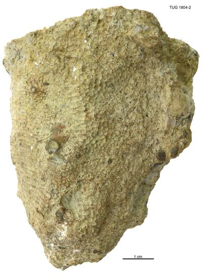 https://files.geocollections.info/large/f0/1a/f01ad975-403f-4821-8125-6a2869eb9b4e.jpg