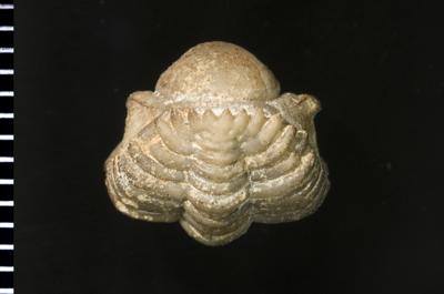 https://files.geocollections.info/large/f0/47/f047c772-3f20-442d-b15e-c335064012f2.jpg