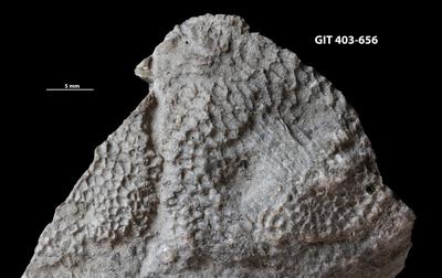 https://files.geocollections.info/large/f0/50/f050d37d-ff98-4da9-bce1-52170e5e1178.jpg