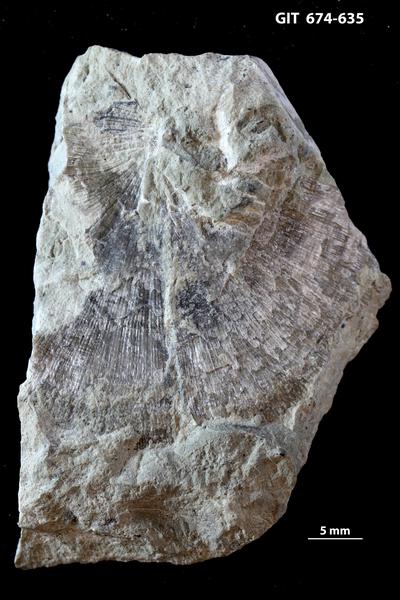 https://files.geocollections.info/large/f0/52/f0524000-29be-40d0-8c85-0213dccd820a.jpg