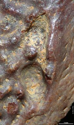 https://files.geocollections.info/large/f0/58/f058caf0-5f58-4d3a-acb1-d383e1eaac7c.jpg