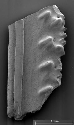 https://files.geocollections.info/large/f0/5d/f05d3156-a032-48d5-b0ef-4aebb32be130.jpg