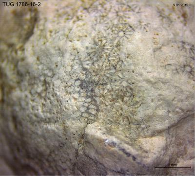 https://files.geocollections.info/large/f0/6c/f06c7280-17ad-433e-996d-b8e0554cd5ff.jpg