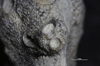 https://files.geocollections.info/large/f0/8c/f08cb657-908d-4d16-958d-662dc37f7d19.jpg