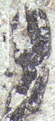 https://files.geocollections.info/large/f0/9b/f09ba3bd-7aaa-4d29-868c-76cfef96900a.jpg
