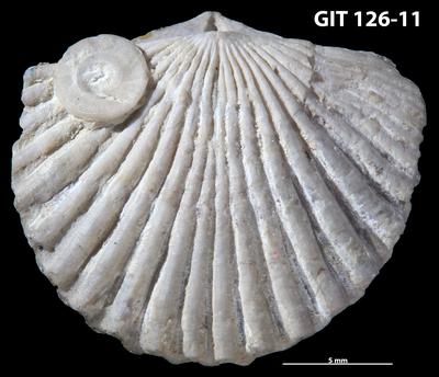 https://files.geocollections.info/large/f0/b9/f0b9b0e2-e7a0-4099-8946-272edd193a06.jpg