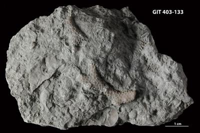 https://files.geocollections.info/large/f0/dd/f0dde57d-c864-4db9-a90b-f7e3b1d83c95.jpg