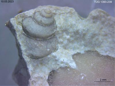 https://files.geocollections.info/large/f0/fb/f0fba516-de69-497a-8684-c0baa3f0c6f6.jpg