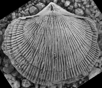 https://files.geocollections.info/large/f1/01/f1019c69-2ef7-4749-815a-7004de9a7954.jpg