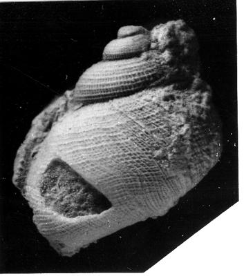 https://files.geocollections.info/large/f1/38/f1382b25-9713-4107-8d3f-4213fce1fb33.jpg