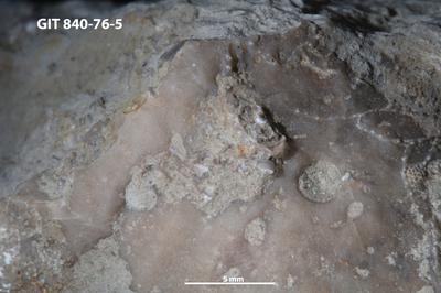 <i>Trypanites isp.</i><br />Hosholm shore,  m, Pirgu Stage