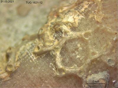 https://files.geocollections.info/large/f1/83/f18337cc-048c-4104-95e9-ec3bb0cdf2f1.jpg