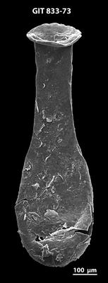 <i><i>Lagenochitina megaesthonica</i></i><br />Baldone 80 borehole,  m, Kunda Stage (833-73)