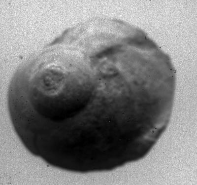 https://files.geocollections.info/large/f1/d9/f1d99451-95d0-4da6-8c19-d5087144c537.jpg