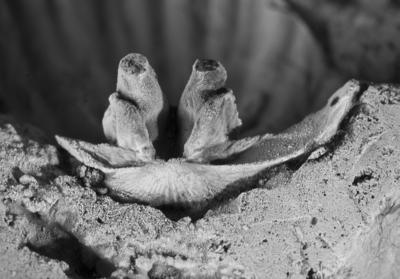 https://files.geocollections.info/large/f1/da/f1dab8af-5891-4ced-bafc-c60837790f59.jpg