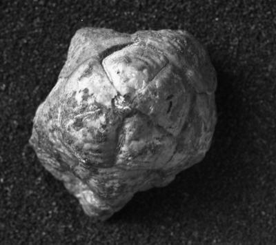 https://files.geocollections.info/large/f1/e2/f1e2b1bd-13f7-4ee2-aac3-343467ec0066.jpg