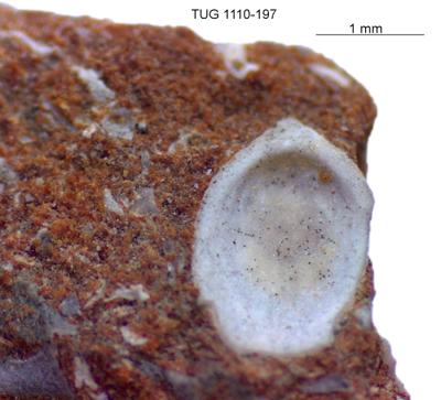 https://files.geocollections.info/large/f1/e9/f1e96140-3d6d-4e1f-950c-d0c871d9650e.jpg