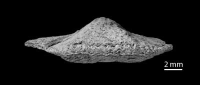 https://files.geocollections.info/large/f1/ff/f1ff4498-4219-428a-b7f8-a12d61e1b35f.jpg