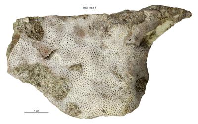 https://files.geocollections.info/large/f2/0f/f20fae4f-467a-4cb9-8a4c-727276637d31.jpg