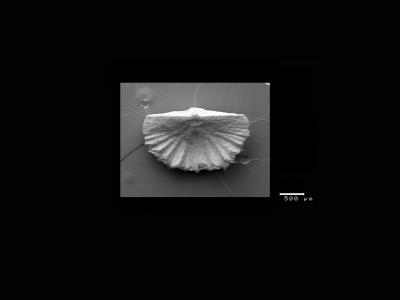 https://files.geocollections.info/large/f2/26/f226d976-dda5-4c99-8bb2-960745f39c1d.jpg