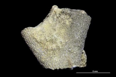 https://files.geocollections.info/large/f2/58/f258be7c-7ad0-4be9-b985-f7030b7eb396.jpg