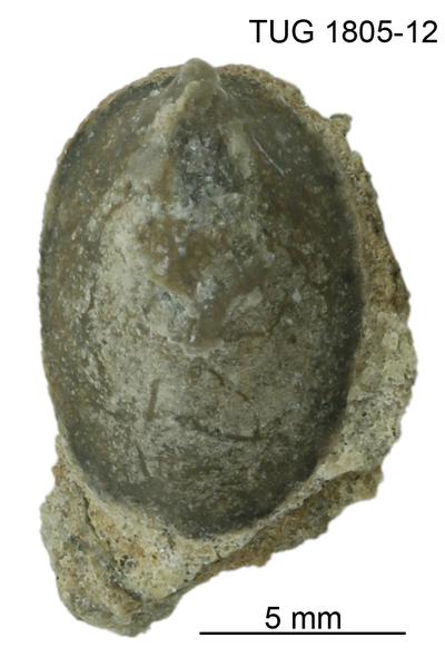https://files.geocollections.info/large/f2/65/f2657a12-31db-4ea5-a37b-7a211d6b6976.jpg
