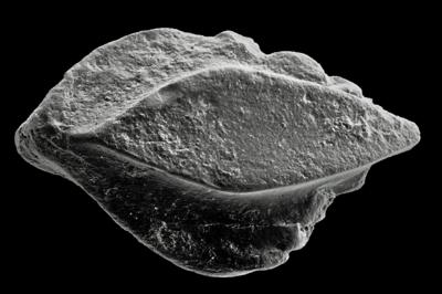 https://files.geocollections.info/large/f2/68/f268c85d-5dc8-485a-b113-34cd0ada91ea.jpg