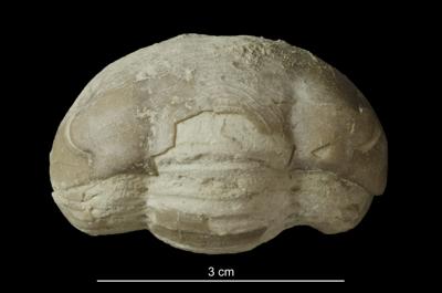 https://files.geocollections.info/large/f2/8b/f28b83c5-354b-497b-902b-0e6cd47657f2.jpg