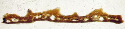 https://files.geocollections.info/large/f2/94/f294700c-9aba-4f5d-9337-6d57a068c974.jpg
