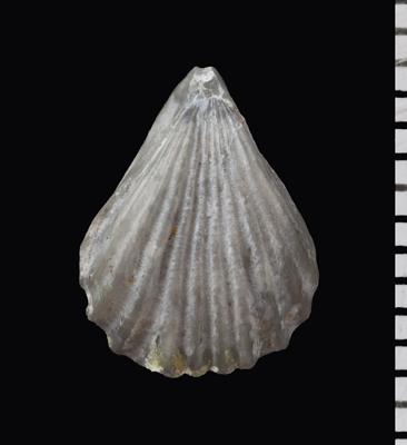 https://files.geocollections.info/large/f2/9f/f29f2ea6-110a-4dc8-8dcd-e4f79dadee56.jpg