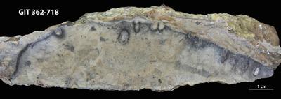 <i></i><br />Harku quarry,  m, Kunda Stage