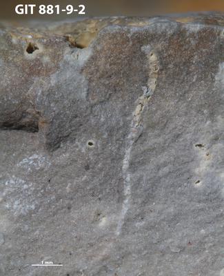 <i>Trypanites sp.</i><br />Sutlema quarry,  m, 