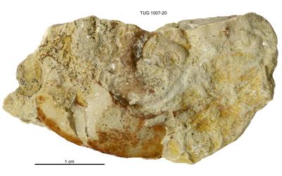 https://files.geocollections.info/large/f2/e2/f2e25d37-44c7-4ebe-a8a0-19b79f389039.jpg