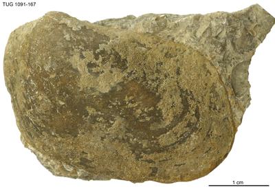 https://files.geocollections.info/large/f3/02/f302c61a-380d-40a9-a104-988821ca1777.jpg