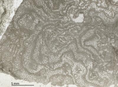 https://files.geocollections.info/large/f3/0c/f30c2737-2ce5-438d-bd4b-e701acc0b478.jpg
