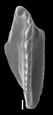 <i>Oenonites sp. A</i><br />Likenai 396 borehole, 789.98 m, Porkuni Stage