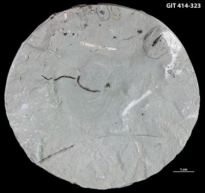 https://files.geocollections.info/large/f3/79/f379b9a0-b534-4875-86b7-8927a2a194e2.jpg