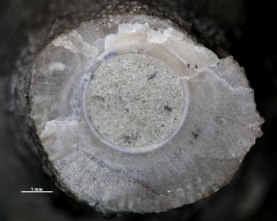 https://files.geocollections.info/large/f3/88/f38820a9-35e9-4a66-be32-465e826e8776.jpg