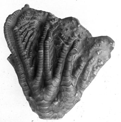 https://files.geocollections.info/large/f3/9c/f39c716d-d353-47f4-aee1-aa947d5213e5.jpg